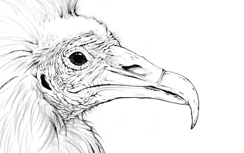 Black and White drawing of an Egyptian Vulture